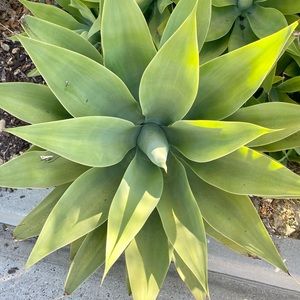 Meet your Posher, Kelley